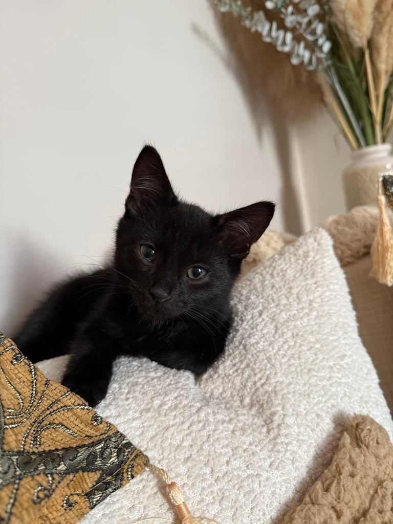 💙beautiful kitten 💙