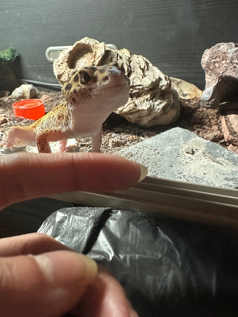 leopard gecko for sale
