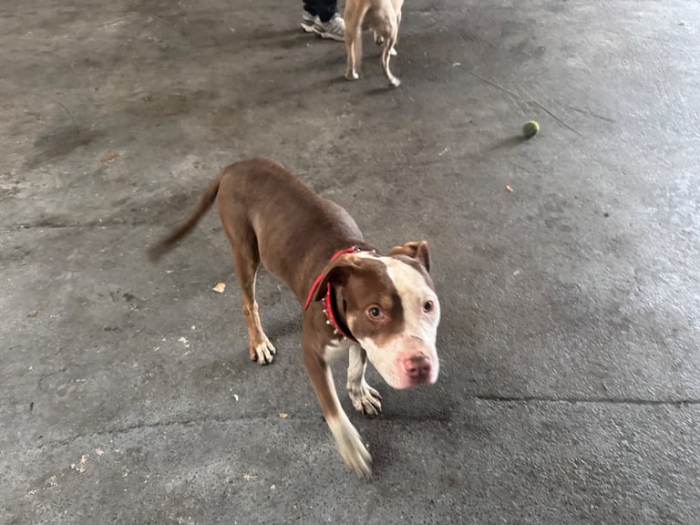 American bully Cross breed 