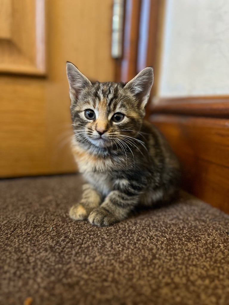  cute kittens