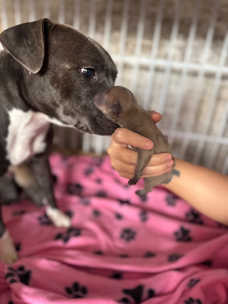 Staffordshire Bull Terrier Puppies