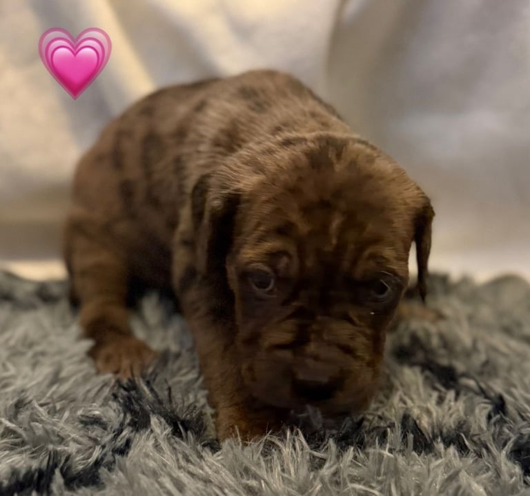 Cane Corso Puppies