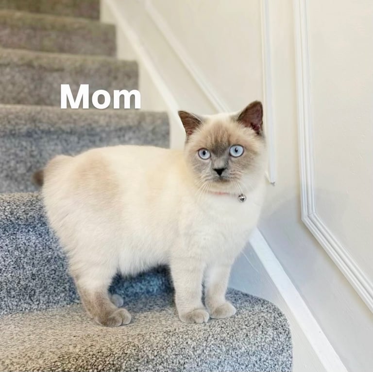 Beautiful British short hair/Ragdoll kittens
