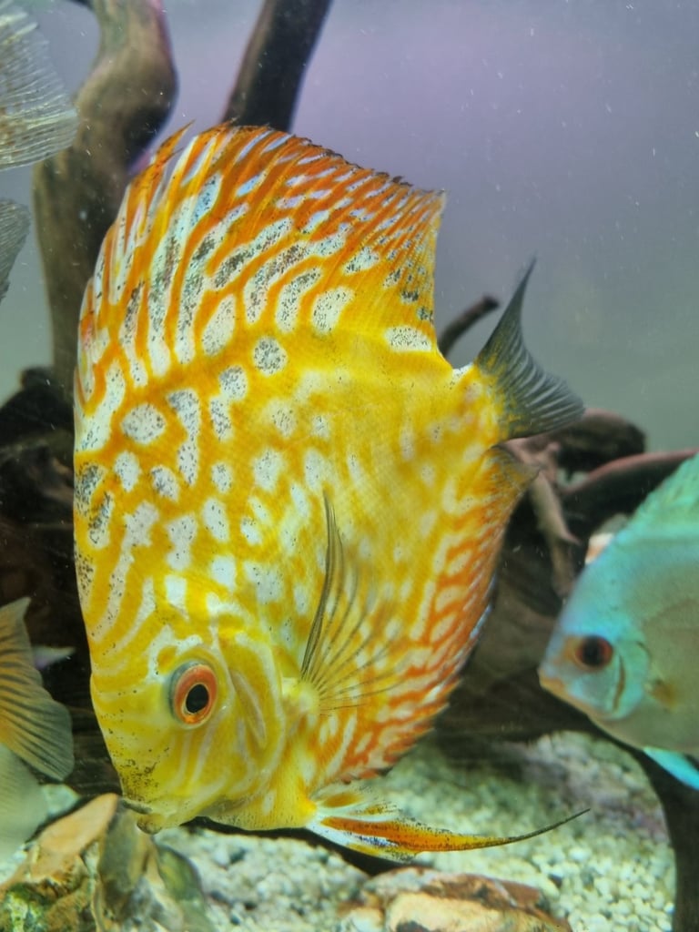 image for Discus Fish.          From £15