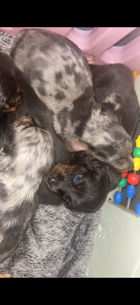 Dachshund puppies for sale 