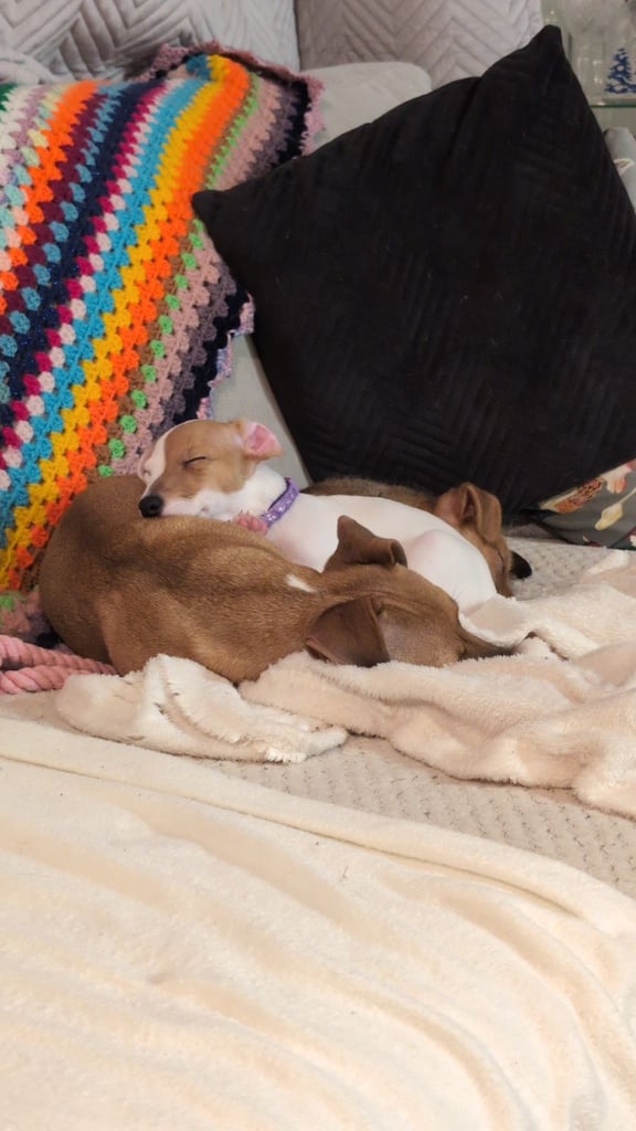 Jack Russell 3/4 1/4 Chihuahua 