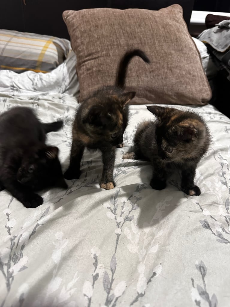Kittens for sale