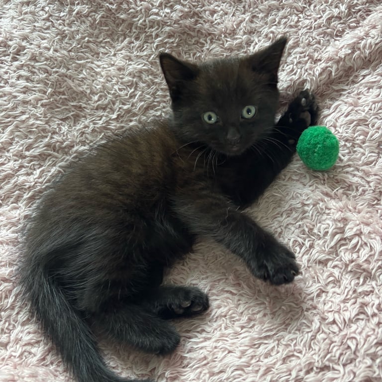 9wk old kitten only one left SOLD  