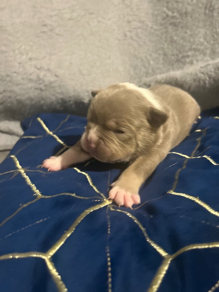 Olde English bulldog puppies 