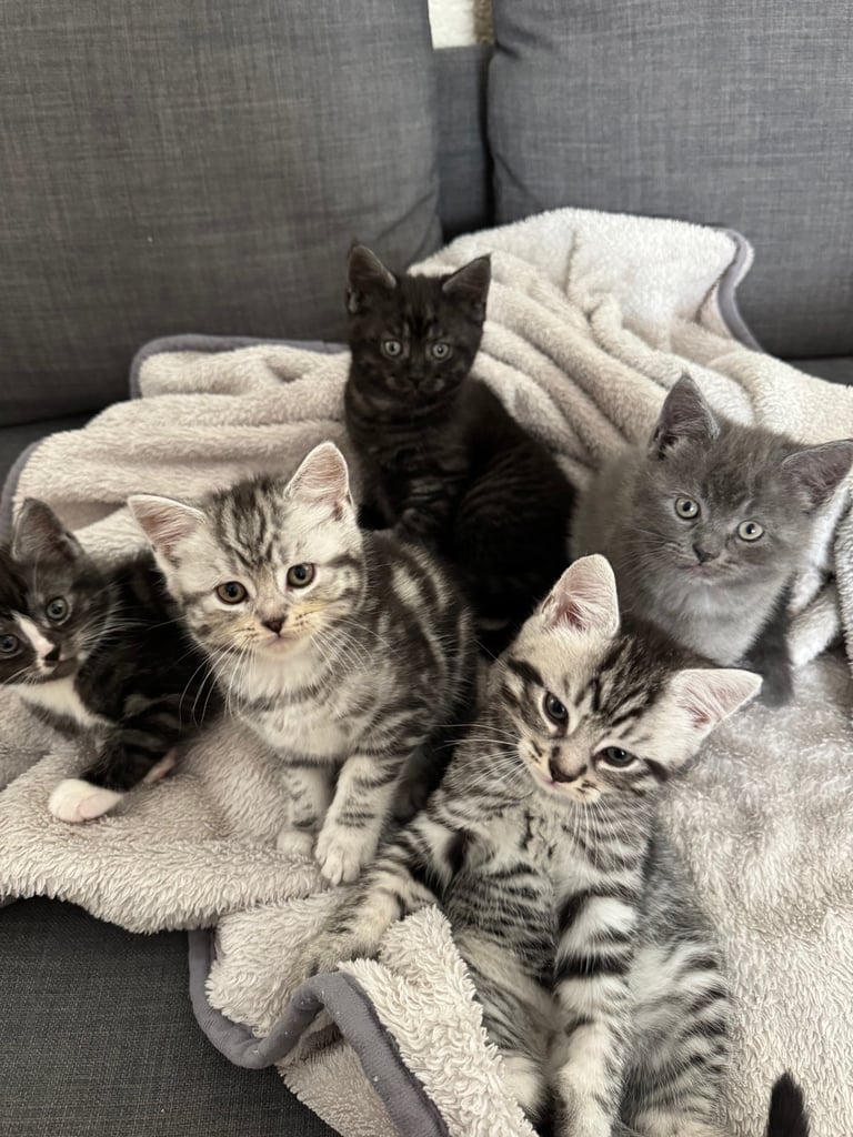 Maine Coon Mix Kittens - All Sold Now