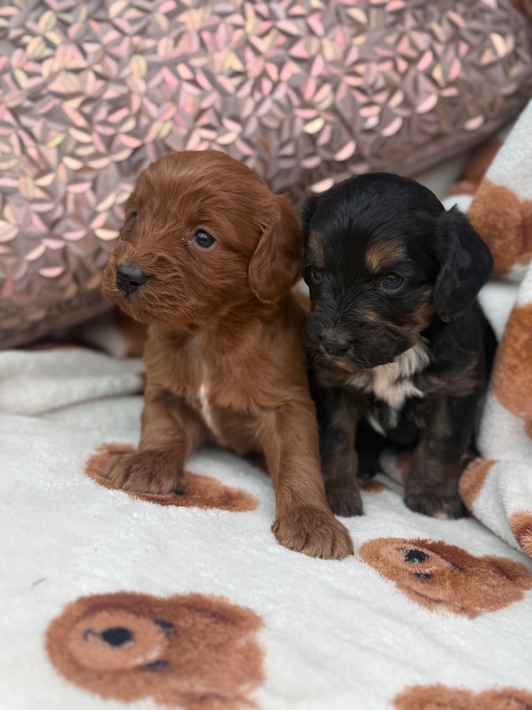 Beautiful Cockapoo puppies all girls ready to leave 17th November 