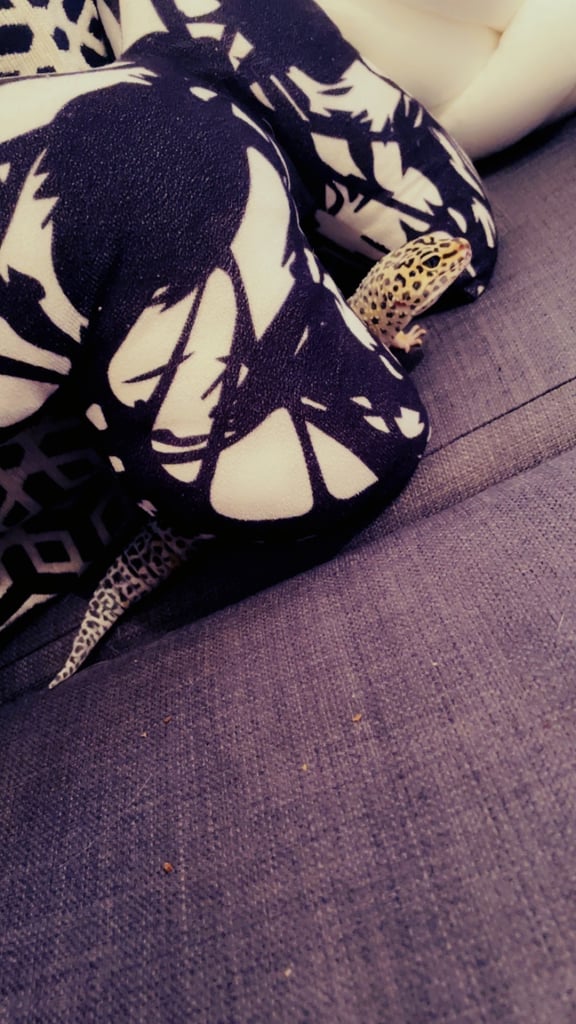 Leopard gecko and set up