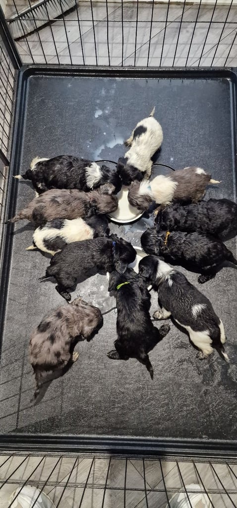 Cockapoo puppies 