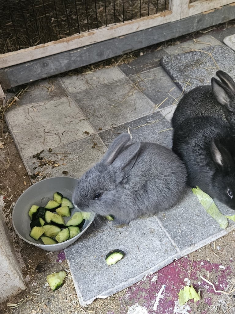 Netherland dwarf bunnies