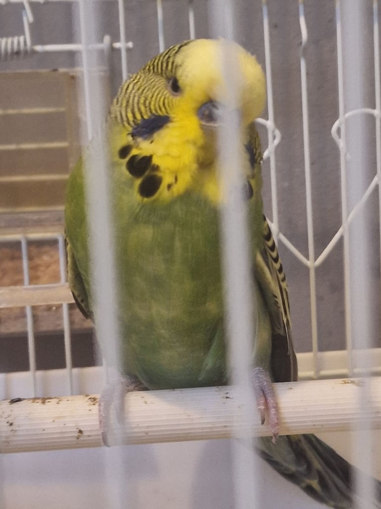 image for Badgie ( male) 