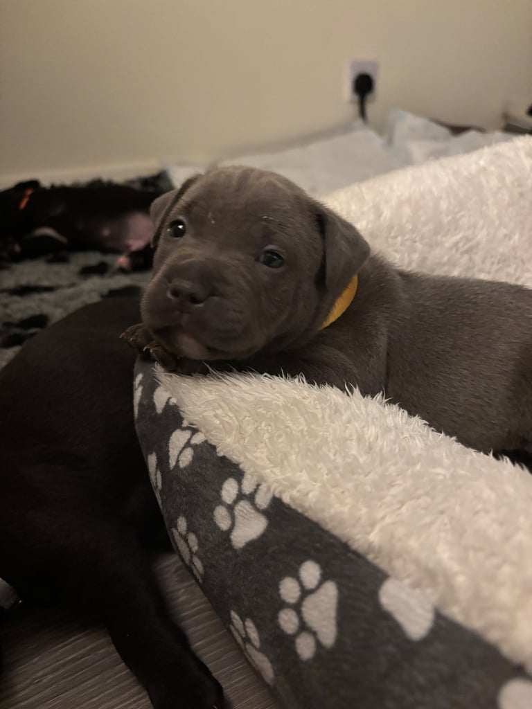 Beautiful Staffy Puppies for sale 