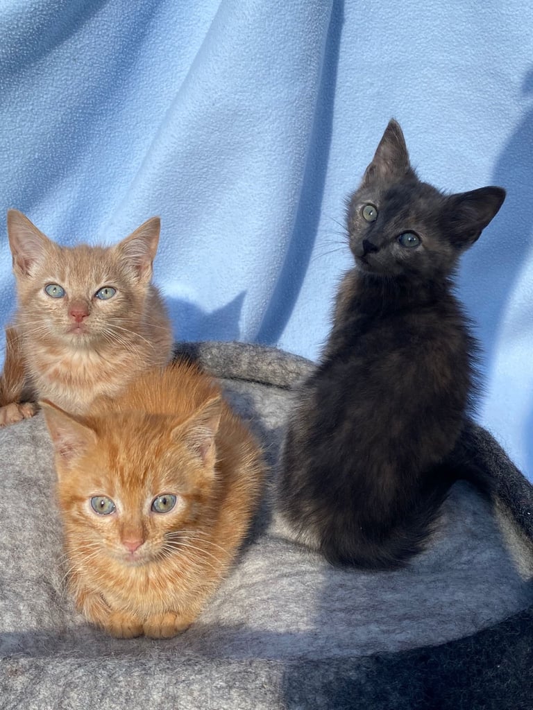 ginger, cream & grey calico mixed kittens 