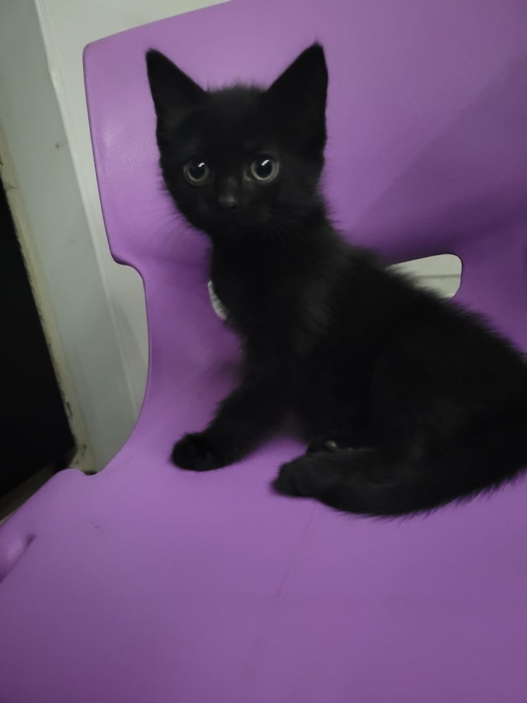 9 week old female kitten 