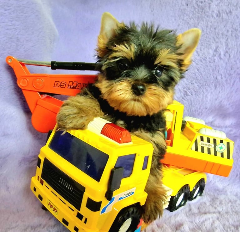 Lovely boys looking for home 