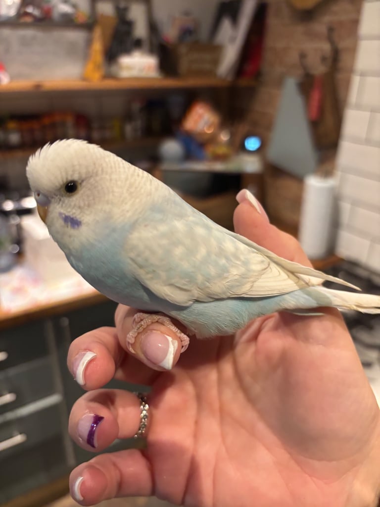 Hand tame budgie & set up(bargain)