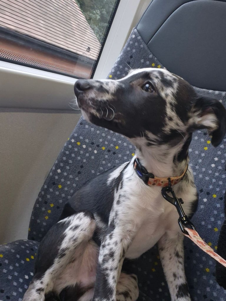 3/4 whippet and border collie 