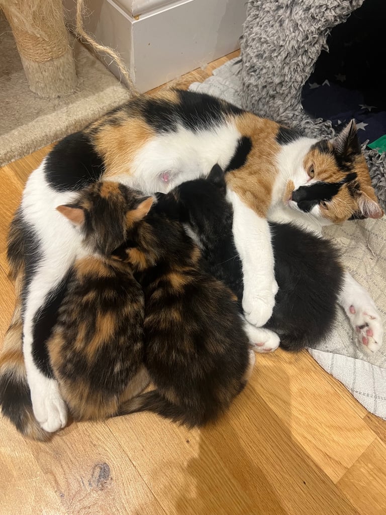 Kittens for sale