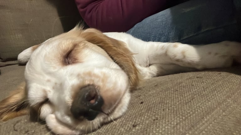 Cocker spaniel pup