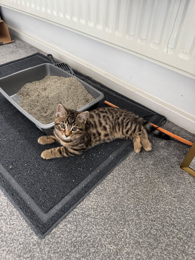 Half Bengal Half Tabby 