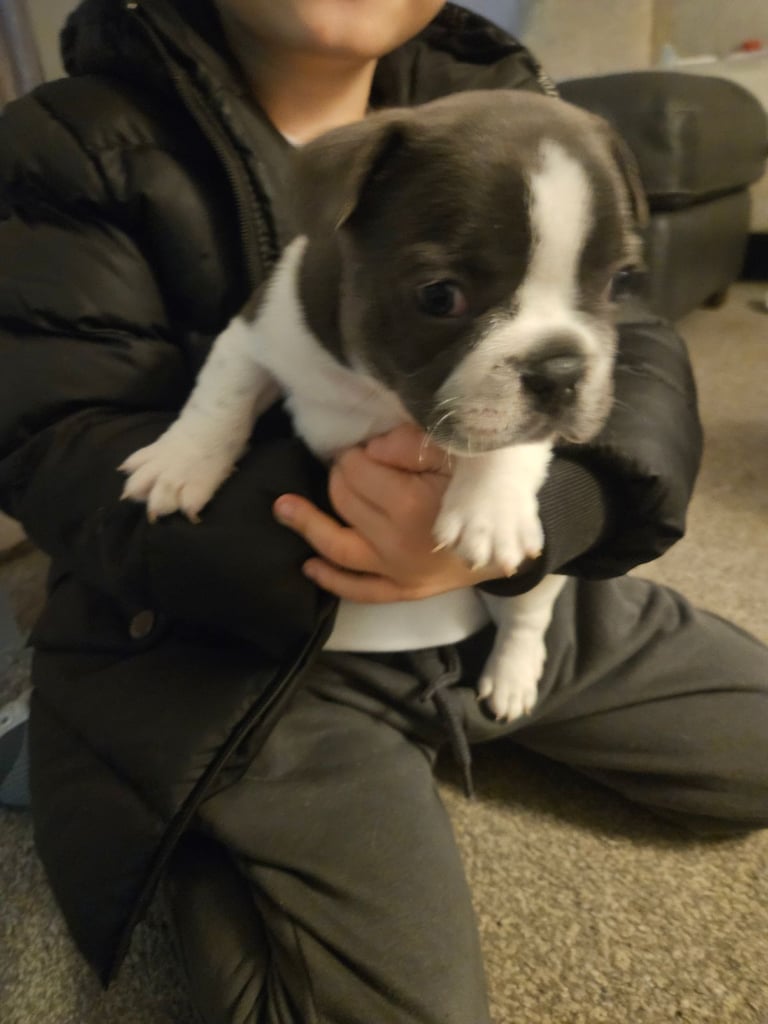 French bulldog pups puppy white pied boys x1 blue tan girl 