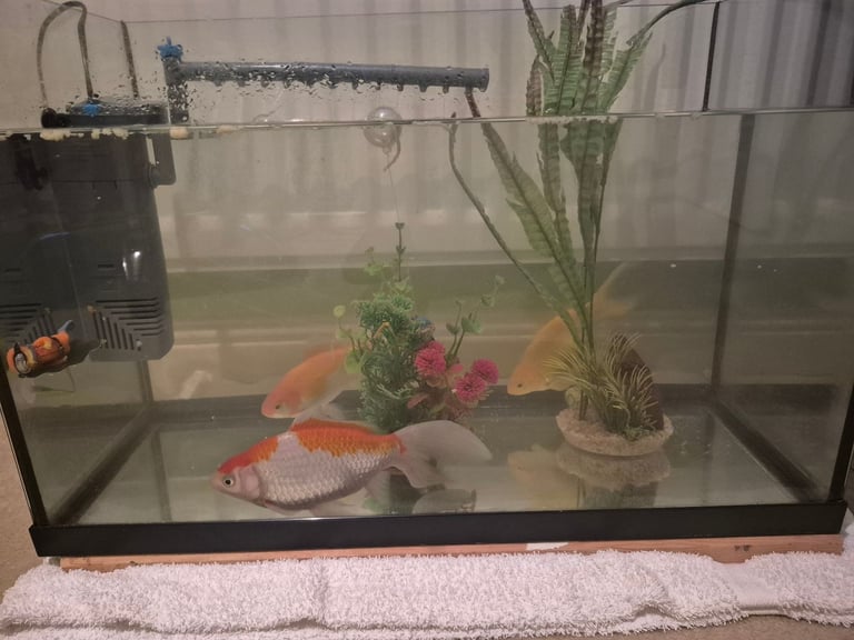 3x Goldfish, tank and pump, 2 months food (approx)