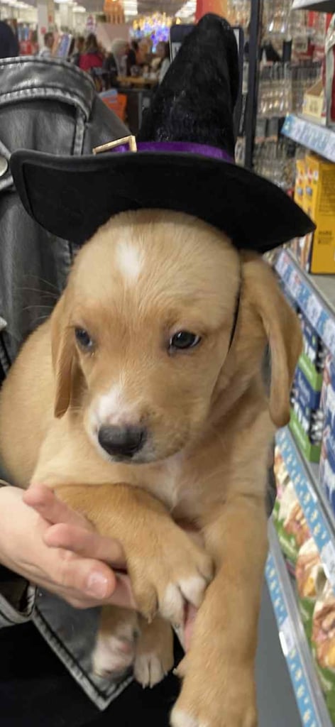 Labrador puppies last girl 