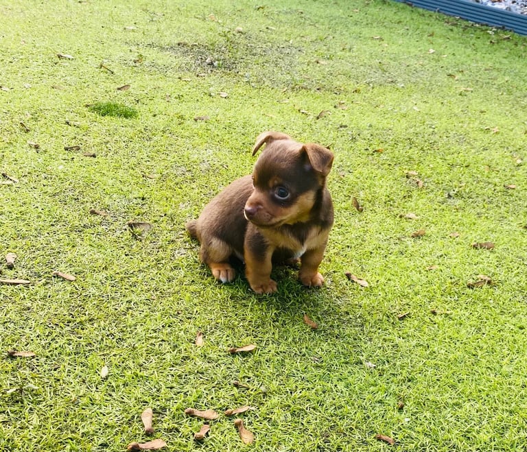 Gorgeous Miniature Jack Russell Puppy For Sale