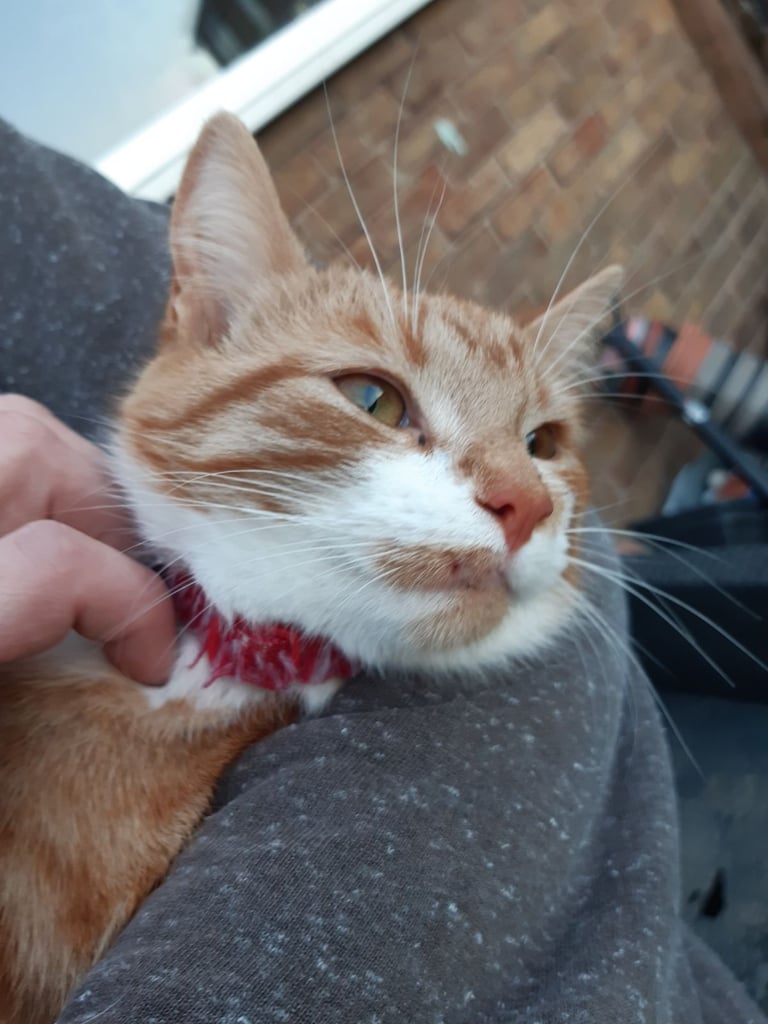 Ginger cat 