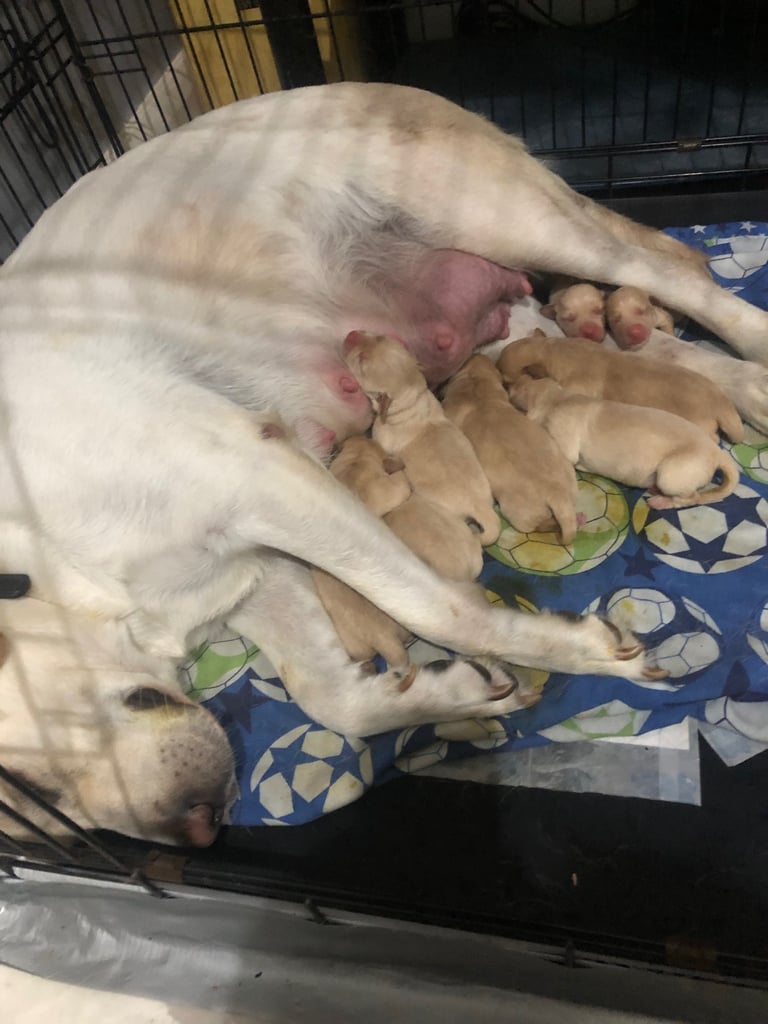 Labrador pups