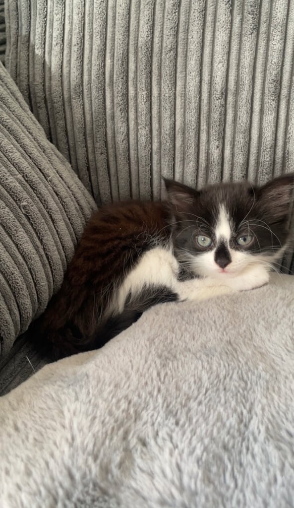 1 female and 1 male kitten. Ready to leave now. 8 weeks old