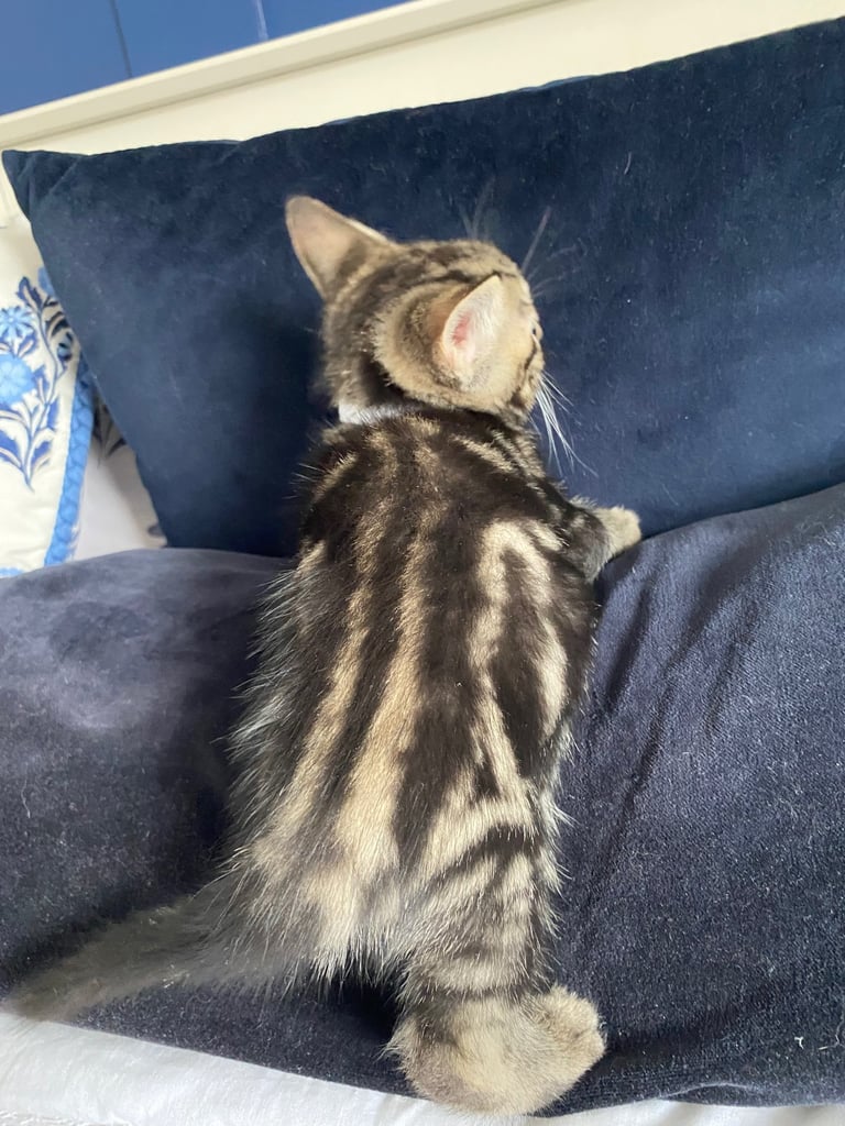 4 beautiful Bengal X kittens Boys £200
