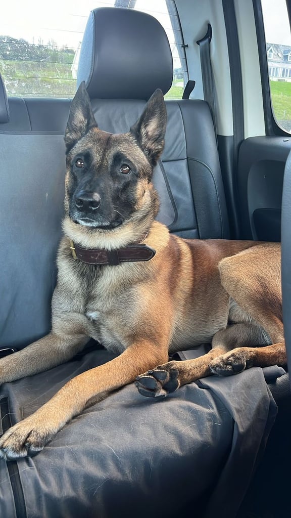 Belgian Malinois Belgium shepard Dutch Herder Dutch Shepard KNPV PSA