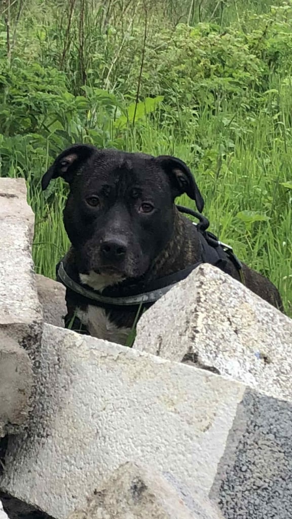 Staffordshire Bull Terrier x puppies for sale