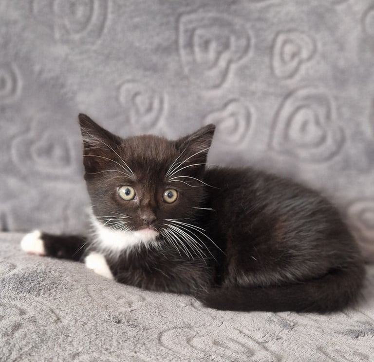 Kittens