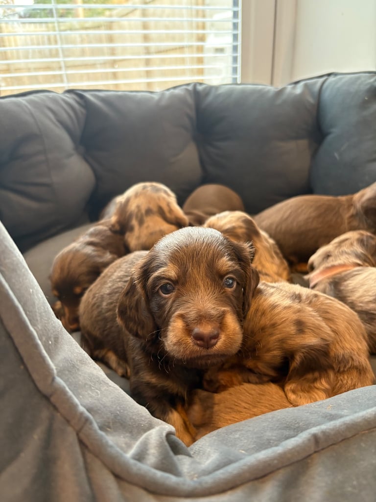 Dachshund puppies 