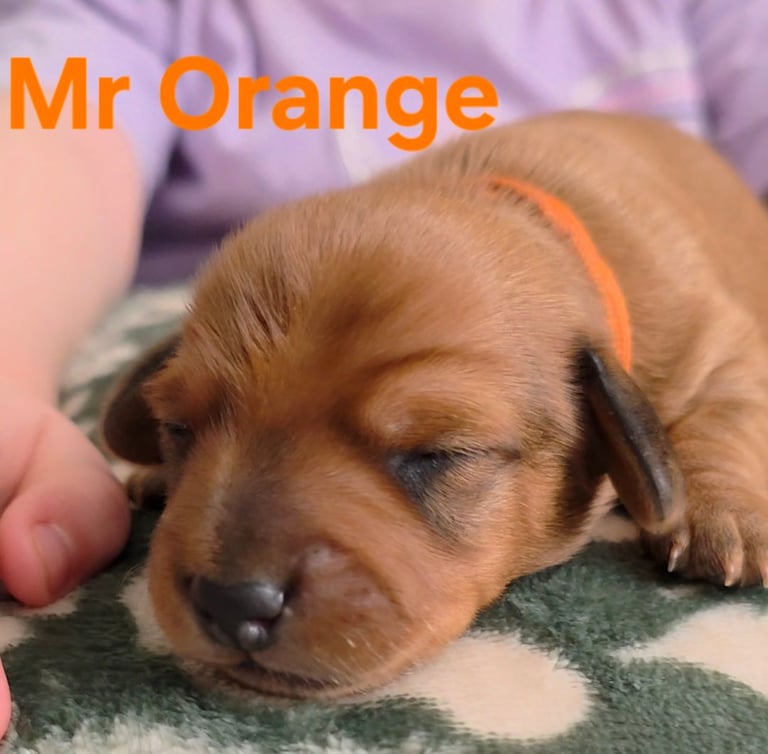 MINITURE DACHSHUND PUPPIES 