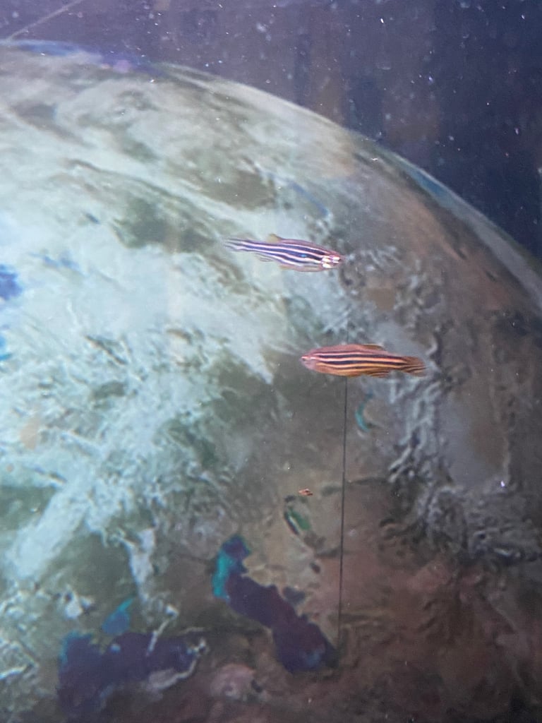 Aquarium with fish