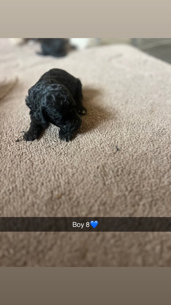 F1 b cockapoo puppies 