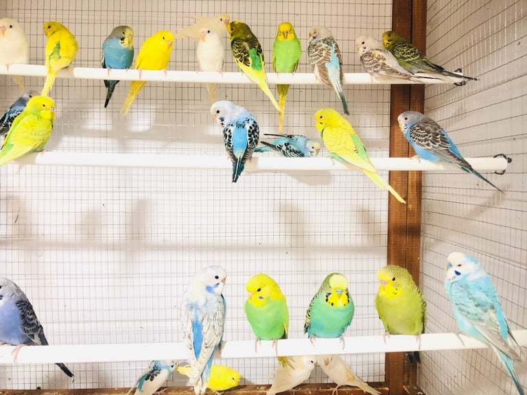 Beautiful colour’s Baby Budgies and other birds 