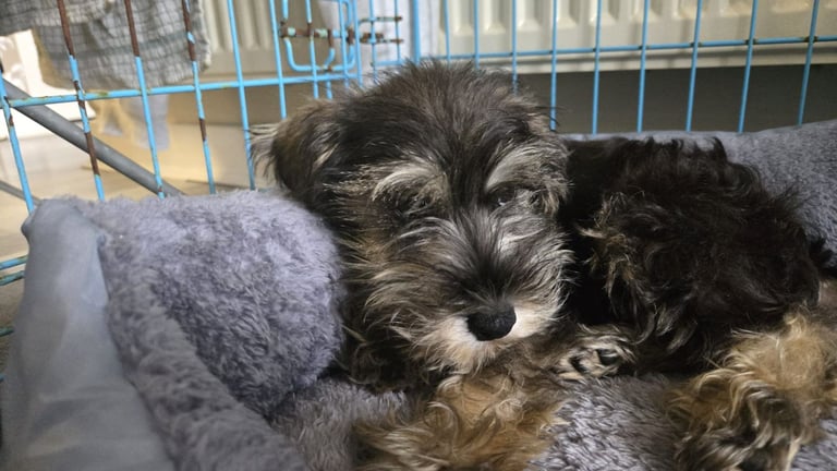 Adorable Miniature Schnauzer Puppies for Sale 