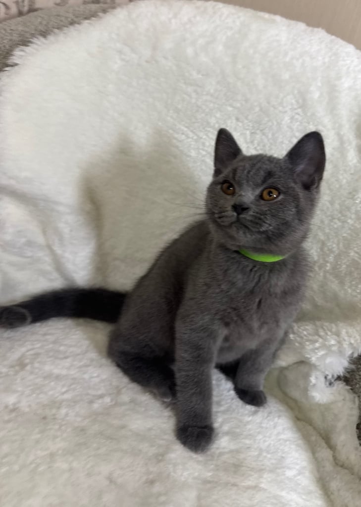  One Beautiful British short hair kitten available