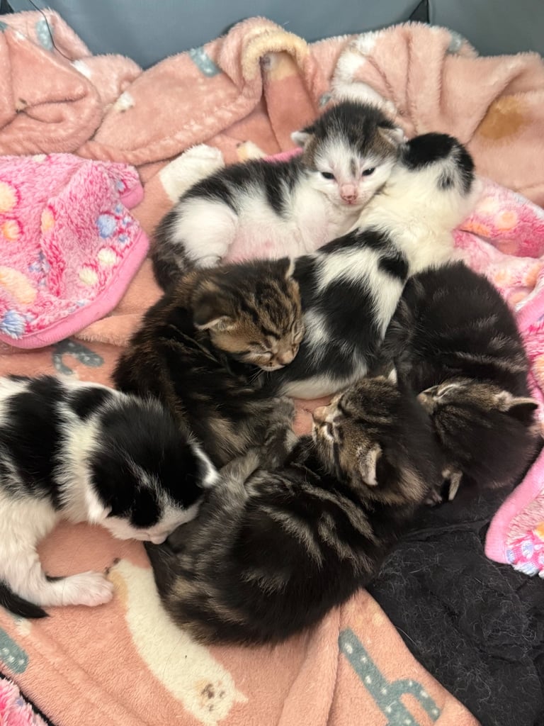Litter of kittens 