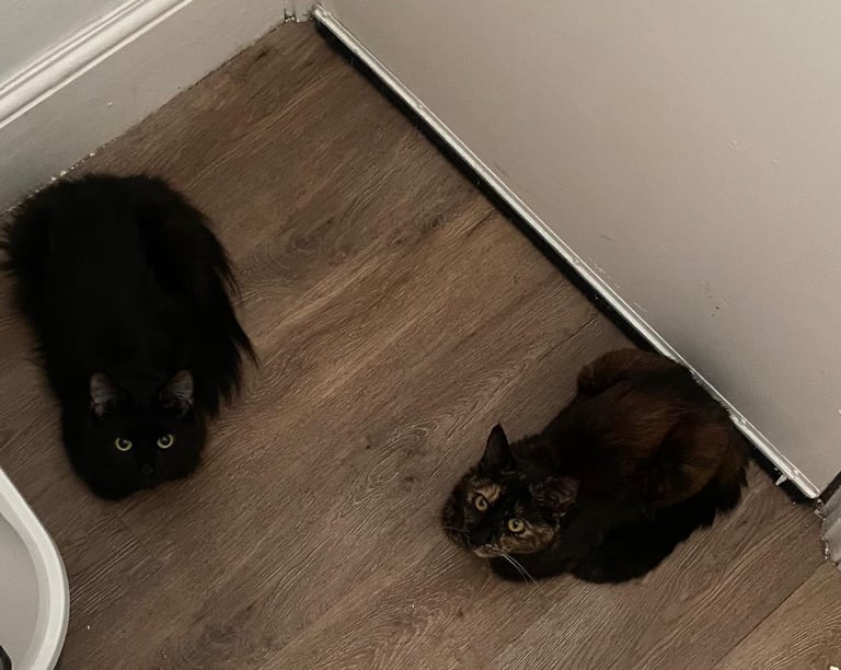 Two Affectionate Cats Looking for a Loving Home Together