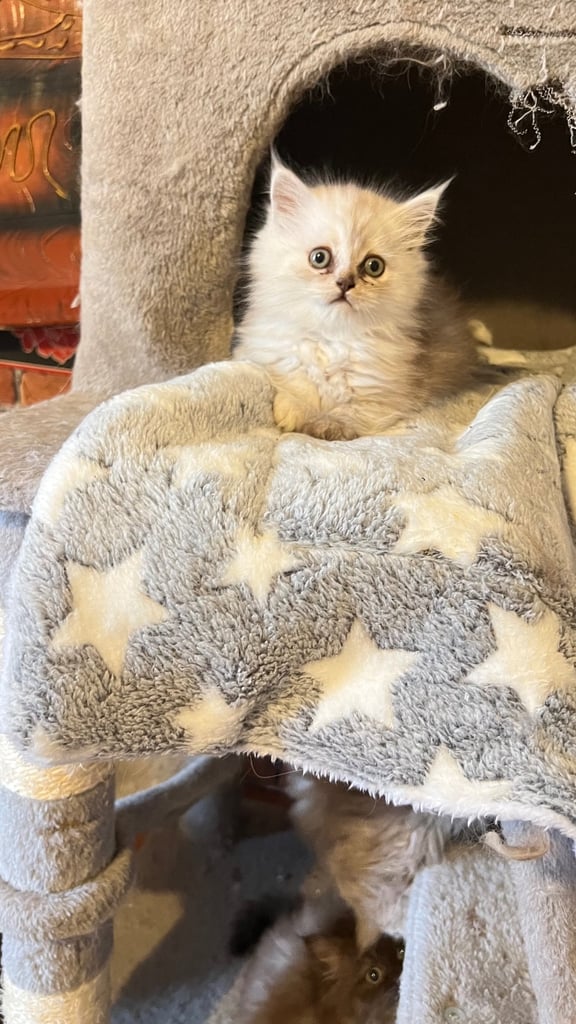 Ready to go Persian kittens 