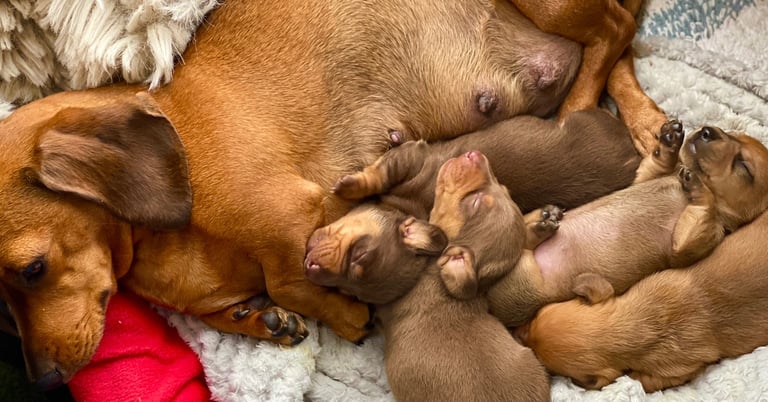 Miniature Dachshund Puppies